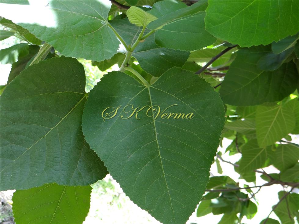  Leaf (Adaxial view)